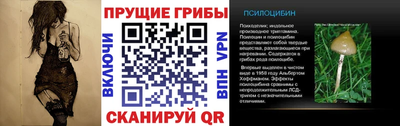 купить   Будённовск  Псилоцибиновые грибы прущие грибы 
